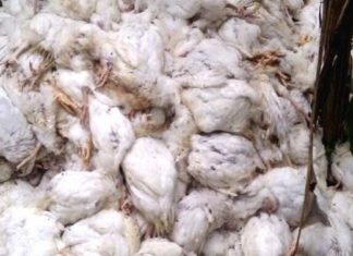 കോഴിവസന്ത രോഗം; മുളിയാർ പഞ്ചായത്തിൽ കോഴികൾ ചത്തൊടുങ്ങുന്നു cock disease spread in Muliyar