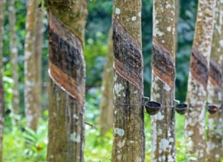 rubber-kerala-price