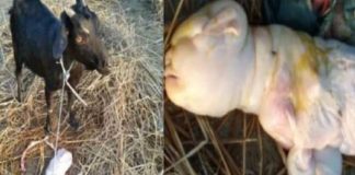 ആടിന് പിറന്നത് മനുഷ്യക്കുട്ടിയോ!! ആശ്ചര്യത്തോടെ നാട്ടുകാർ