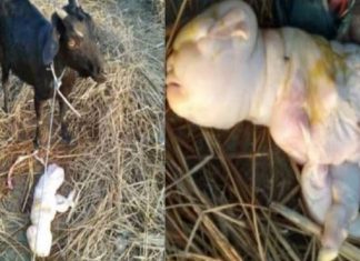 ആടിന് പിറന്നത് മനുഷ്യക്കുട്ടിയോ!! ആശ്ചര്യത്തോടെ നാട്ടുകാർ