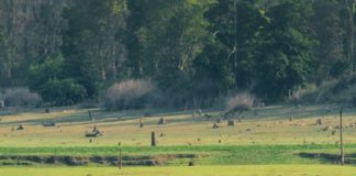 Karimpuzha Wildlife Sanctuary