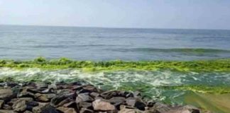 The sea water is green even in narichal beach