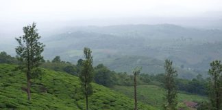 ആലത്തൂർ എസ്റ്റേറ്റ് ഇനി സർക്കാരിന് ഏറ്റെടുക്കാം; മൈസൂർ സ്വദേശിയുടെ അപ്പീൽ തള്ളി Alathur estate wayanad