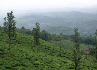 Alathur estate wayanad