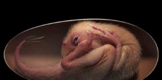 72 ദശലക്ഷം വര്ഷം പഴക്കമുള്ള ദിനോസര് ഭ്രൂണം കണ്ടെത്തി 72-million-year-old-dinosaur-embryo-found