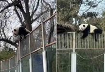 Panda-wall-jump-goes-viral