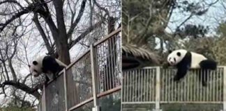 Panda-wall-jump-goes-viral