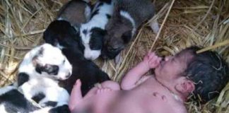 mother-dog-protects-new-born-baby