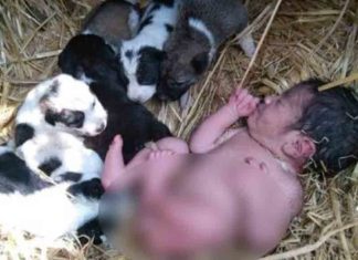 mother-dog-protects-new-born-baby