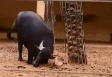 തലകീഴായി കിടന്ന ആമക്ക് 'ഒരു കൊമ്പ്' സഹായം നൽകി എരുമ; വീഡിയോ വൈറൽ Buffalo uses its horn to flip an upside down tortoise