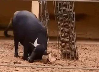 Buffalo uses its horn to flip an upside down tortoise