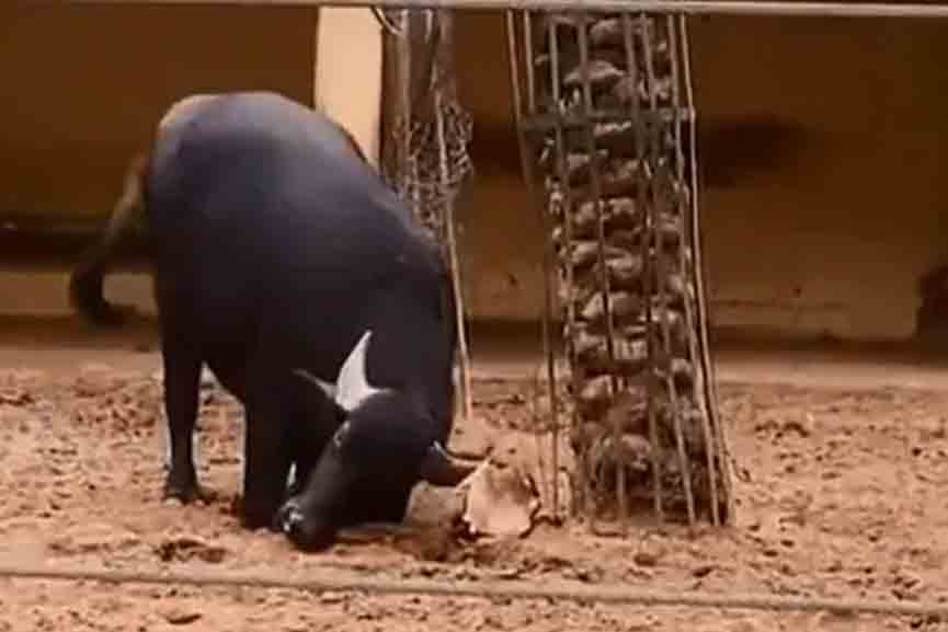 Buffalo-uses-its-horn-to-flip-an-upside-down-tortoise Buffalo uses its horn to flip an upside down tortoise