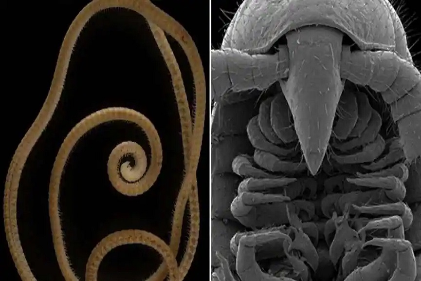 1 millipede, 1,306 legs: World's leggiest animal discovered in Australia