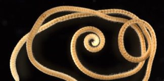 1306 കാലുകളുമായി റെക്കോർഡിലേക്ക്; ശാസ്ത്രലോകത്തെ അമ്പരപ്പിച്ച് ‘തേരട്ട’ 1 millipede, 1,306 legs: World's leggiest animal discovered in Australia