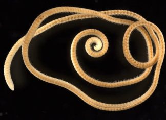 1306 കാലുകളുമായി റെക്കോർഡിലേക്ക്; ശാസ്ത്രലോകത്തെ അമ്പരപ്പിച്ച് ‘തേരട്ട’ 1 millipede, 1,306 legs: World's leggiest animal discovered in Australia