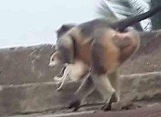 'Revenge of the monkeys'; About 250 puppies were killed