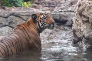 tiger in kurukkanmoola; search stopped