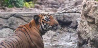 tiger in kurukkanmoola; search stopped