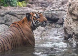 വയനാട്ടിൽ വീണ്ടും കടുവാ ഭീതി; നാല് പശുക്കളെ കൊന്നു- റോഡ് ഉപരോധിച്ച് നാട്ടുകാർ tiger in kurukkanmoola; search stopped