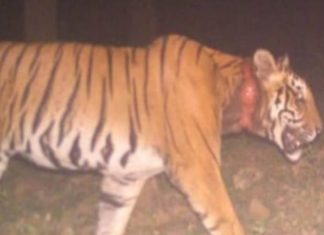 ലൊക്കേറ്റ് ചെയ്തു; കുറുക്കൻമൂലയിലെ കടുവ വനംവകുപ്പിന്റെ നിരീക്ഷണ വലയത്തില് forest department-tiger-in-kurukkannoola