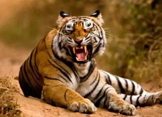 കുറുക്കൻമൂലയിൽ കടുവയ്ക്കായുള്ള തിരച്ചിൽ ഇന്നും തുടരും Tiger; Police set up security at Kurukkanmoola