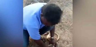 കുട്ടിക്കുരങ്ങൻ തിരികെ ജീവിതത്തിലേക്ക്; പ്രഭുവിന്റെ പ്രാണവായുവിലൂടെ baby monkey rescued by a man in tamilnadu