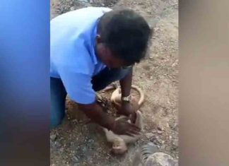 baby monkey rescued by a man in tamilnadu
