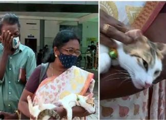 cat-shot-vaikom-complaint