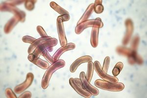 cholera