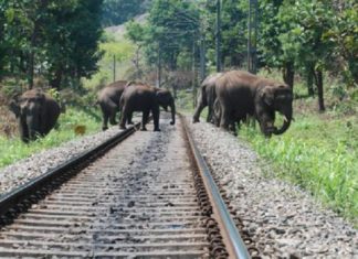കാട്ടാനകൾ റെയിൽവേ പാളങ്ങളിൽ ഇറങ്ങുന്നത് തടയാൻ നടപടി palakkad news