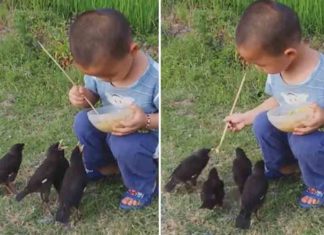 Boy giving food to birds; Video goes viral