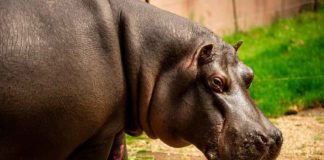 hippos-covid positive