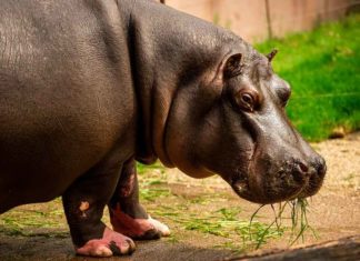 hippos-covid positive