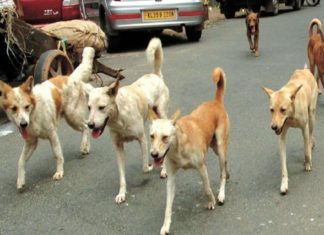 In Idukki, seven people, including an elderly woman, were bitten by street dog