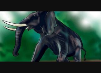 Wild Elephant Attack In Rajagiri Colony In Kannur