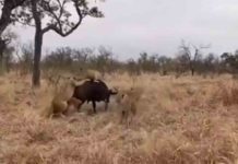 Herd of lions encircling the wild buffalo