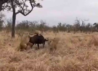 Herd of lions encircling the wild buffalo
