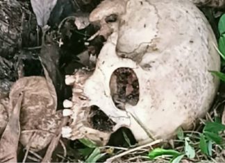 skeleton found