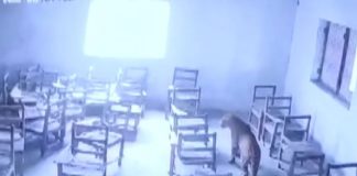 Leopard attacks student-Uttar Pradesh