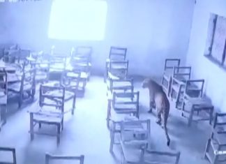 Leopard attacks student-Uttar Pradesh