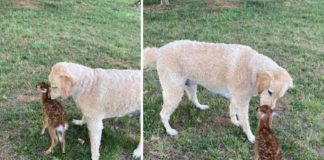 വളർത്തുനായയെ തേടിയെത്തുന്ന മാൻകുഞ്ഞ്, അപൂർവ സൗഹൃദത്തിന്റെ കഥ The story of a deer and a pet dog; a rare friendship