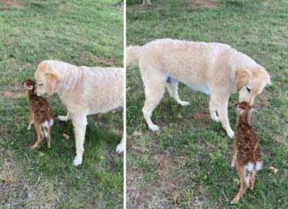 വളർത്തുനായയെ തേടിയെത്തുന്ന മാൻകുഞ്ഞ്, അപൂർവ സൗഹൃദത്തിന്റെ കഥ The story of a deer and a pet dog; a rare friendship