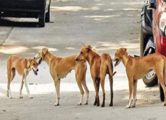 പട്ടിപിടുത്തക്കാരെ ആവശ്യമുണ്ട്; നിയമനം എംപ്ളോയ്മെന്റ് എക്സ്ചേഞ്ച് വഴി Dog Catcher Job In Palakkad District