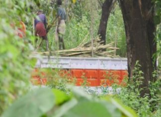 เดเดฑเดณเด เดซเดพเดฎเดฟเดฒเดฟเตฝ เดจเดฟเดจเตเดจเต เดตเตปเดคเตเดคเดฟเตฝ เดเตเดฐเตฝ เดฎเตเดฑเดฟเดเตเดเต เดเดเดคเตเดคเตเดจเตเดจเต cane smuggling from the Aralam farm