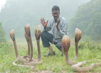 Vava Suresh Hospitalized Due To Snake Bite