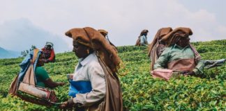 tea-plantations-kerala