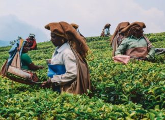 tea-plantations-kerala