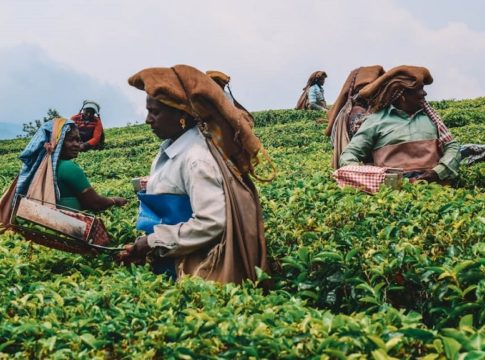 tea-plantations-kerala