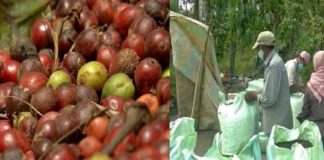 เดเดพเดชเตเดชเดฟ เดธเดเดญเดฐเดฃเด; เดตเดฏเดจเดพเดเตเดเดฟเดฒเต เดฎเตเดดเตเดตเตป เดเตผเดทเดเตผเดเตเดเตเด เดชเตเดฐเดฏเตเดเดจ เดชเตเดเตเดจเตเดจเดฟเดฒเตเดฒเตเดจเตเดจเต เดชเดฐเดพเดคเดฟ Coffee storage in wayanad