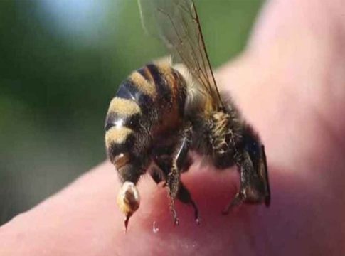 bee attack man died in malappuram